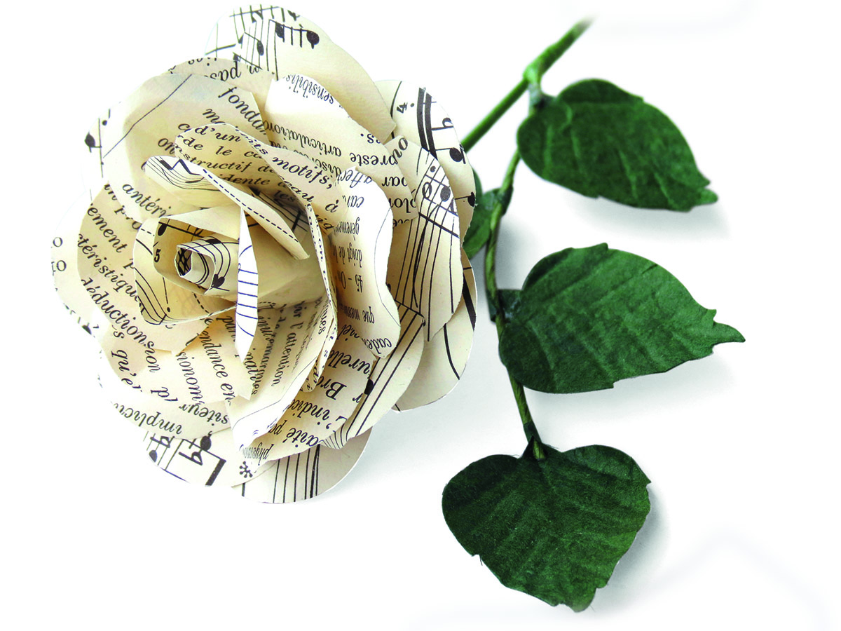 rose